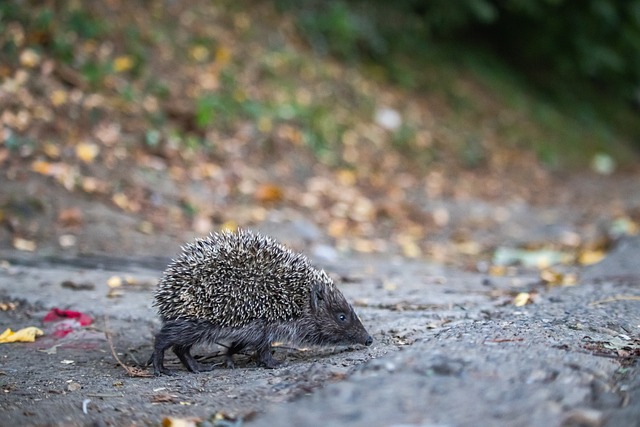 继续延续了 继续延续了